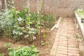 你知道西红柿为什么会无缘无故的枯萎吗？视频封面