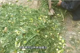 种草养羊效益高，这3种优质牧草品种，很适合大西北农牧区种植视频封面