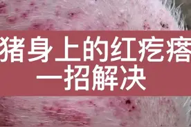 猪身上的红疙瘩一招搞定视频封面