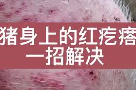 猪身上的红疙瘩一招搞定视频封面