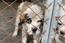 “瑞士国宝圣伯纳犬”，被农户大哥当土狗养，太奢侈了吧！视频封面