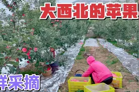 小伙定居2年广东，为什么非要卖苹果，原因只有2点，一般人做不到视频封面
