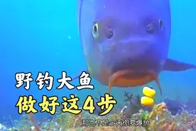 夏季野钓大鱼做好这4个步骤，这样布窝点，才是增加鱼获的关键视频封面