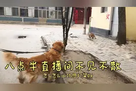 金毛溜溜偶遇猫，实际上演仗势欺猫，镜头记录全过程视频封面