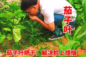 农村“茄子叶”晒干，对人好处这么多，知道的人不多！