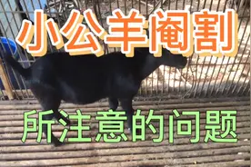 对养羊有兴趣的，欢迎大家看过来。小公羊阉割，所注意的问题。视频封面