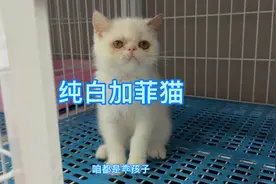 纯白加菲猫让猫贩子闻风丧胆不敢收，为什么？视频封面