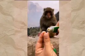 喂猴子吃点芥末！视频封面