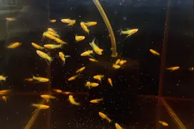 孔雀鱼夹尾用土霉素三天已经恢复健康，正好说说土霉素和呋喃唑酮视频封面