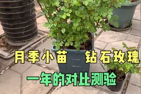 月季小苗（钻石玫瑰）一年的对比测验视频封面