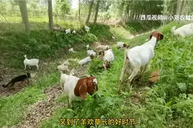 养羊、养牛哪个更赚钱？40只羊值多少？3头牛而已，这下明白了吧视频封面