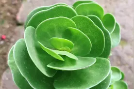 多肉金钱木这样养护，叶片翠绿，枝干粗，一起看看养护方法吧！视频封面