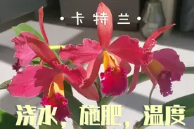 家庭养卡特兰的日常养护:浇水，施肥，温度！视频封面