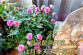 给月季来点开花“猛料”，花苞多到爆盆，天天开花不断，太厉害了视频封面