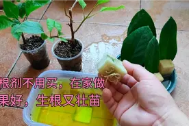 家里“两样”东西混一起，就是生根剂，生根又壮苗，我养花就用它视频封面
