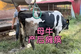 母牛产后瘫痪了，怎么处理呢，输几瓶液轻松搞定