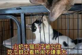 收养的第二十五只流浪奶牛猫又粘人又可爱，隔离期间自得其乐玩耍