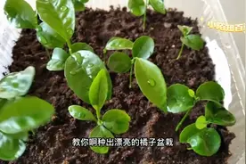 吃橘子剩下的种子不要扔，教你种出漂亮的橘子盆栽！