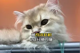 洗衣机“洗”猫，会是啥样的？一个真实发生的病例！视频封面