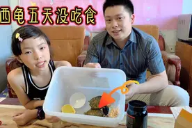 晴宝的两只巴西龟五天没进食，买的龟粮也不吃，晴宝还能听懂龟语