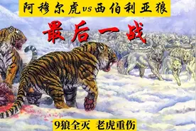 阿穆尔虎与西伯利亚狼的最后一战，九狼全灭，老虎重伤视频封面