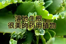 落地生根，药用观赏植物，全草都可以入药，可解毒消肿，活血止痛