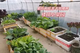 大河去年种了6棵紫苏和1棵苋菜，现在菜园里到处都是，省钱啦！
