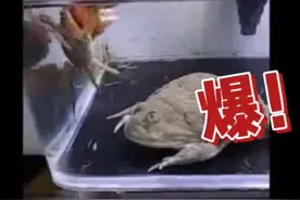 吞吞兽视频封面