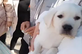 差一步喜欢的拉布拉多被小姐姐买走了😂😂😂视频封面