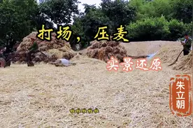河南7.80年代农民是怎样收粮食的，你还记得吗？打场，压麦！