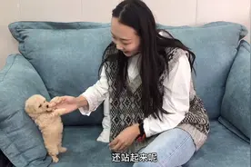 刚满月的小泰迪，放沙发上不到10秒就站起来跳舞，动作太搞笑了