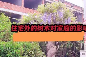 住宅外的树木对住宅有哪些影响？家和万事兴视频封面