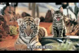 属虎人养猫能旺财，这个你知道吗