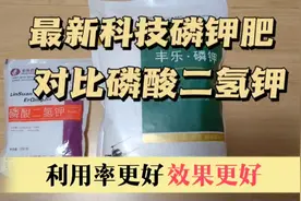 最新种植技术思想性磷钾肥，使用各种作物，玉米，对比磷酸二氢钾视频封面