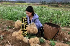 野葱你们吃过吗？农村只要野葱头不要叶子，味道太香了好下饭视频封面