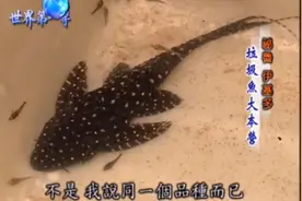 巨型清道夫   运到国内身价不菲    一起探访原产地视频封面