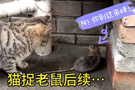 猫捉老鼠后续 笨猫败了 最后只能看着人家跑了干着急视频封面