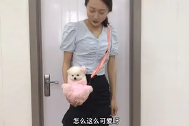 小博美第一次出笼，懒的不肯走路，竟然躲在包里不愿出来，惊呆了视频封面