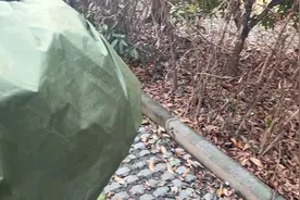 找个安全的地方，给口饭吃，我已做到仁至义尽了视频封面