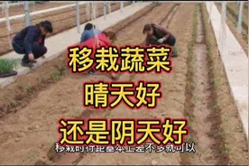 移栽茄子、番茄、辣椒，晴天好还是阴天好？株行距多少？如何施肥视频封面