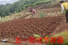今天是五一劳动节，《劳动歌》好听