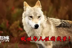 《狼图腾》诠释什么是狼性文化，震撼的狼马大战，凄凉的人狼对决视频封面
