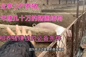 分享小户养猪年赚几十万的猪圈结构，把猪养好的必备条件视频封面