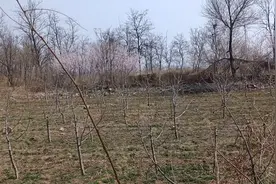 北京的后花园美丽的大延庆春天挖野菜喽视频封面