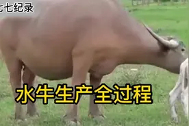 水牛生产全过程，不停转圈，走动非常不容易视频封面