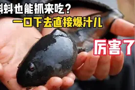 日本姑娘嘴馋，小蝌蚪也抓来吃，一口下去直接爆汁儿，长见识了！视频封面