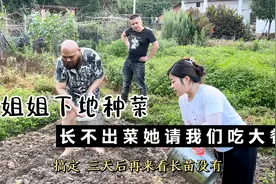 十三哥改造农家小院，新员工干农活是好手，他们打赌菜能不能活？视频封面