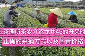 在茶园听茶农介绍龙井43的开采时间、正确的采摘方式以及茶青价格视频封面