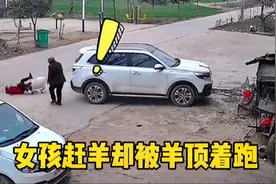 盘点动物的迷惑行为:女孩赶羊却被羊顶着跑，其它人都看笑了视频封面