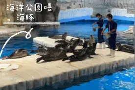 親子好去處 《海洋公園喂海豚》视频封面